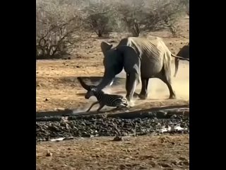 Слонам чем-то не понравилась зебра