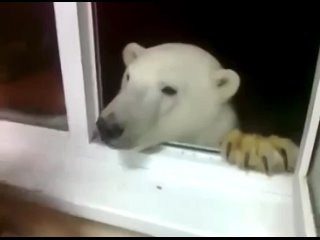 Белые медведи одни из самых опасных животных в мире, а у русских они в роли домашних собачек.