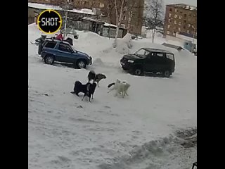 Стая разъяренных собак чуть не загрызла школьницу, ее спас отец.