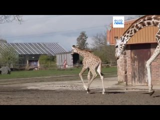 Честерский зоопарк_ у детёныша редкого вида жирафов выход в свет