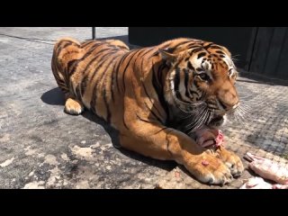 Волшебное рычание тигра(720P_HD).mp4