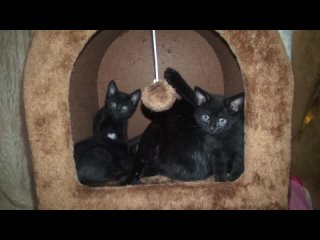 Черная кошка с котятами. Котята котики подросли, ищут новый дом. Если кому нужен чёрный котик, сообщите