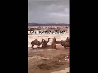 el video de los camellos siendo arrastrados por las lluvias en Dubi. es  fakenews segn: Fast Check CL
