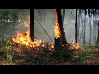 Видеоролик о сбережении лесных ресурсов России (MP4).mp4