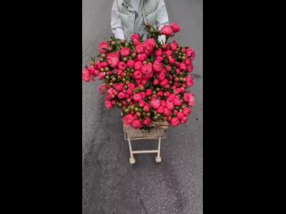 Цветы Новосибирск “Цветочница“ Доставка цветовtan video