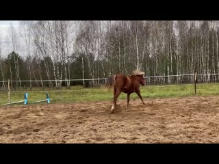 Видео от Семейная история: мы и лошади.