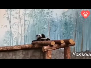 Папина дочка 🐼