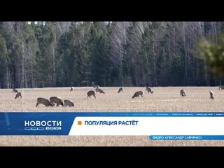 В Красноярском крае растёт популяция сибирских косуль