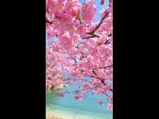 Цветущая сакура и море 😃 Эстетика в чистом виде 😍🌊🌸
