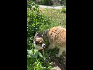 Видео от Частная передержка “ДОРОГА ДОМОЙ“