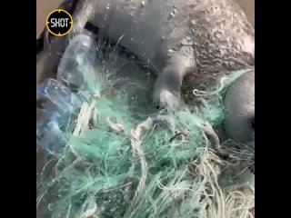 Детëныша тюленя, попавшего в сети, спасли в Дагестане