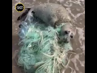 Детëныша тюленя, попавшего в сети, спасли в Дагестане.