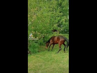 Video da Катания на лошадях и пони в Макеевке|ДНР