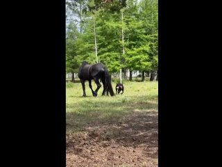 Видео от Horse Familу.Обучение лошадей онлайн.