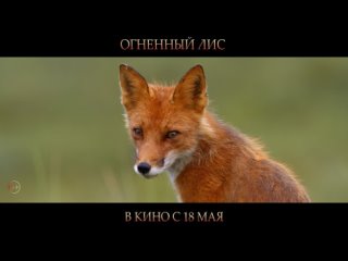 Огненный лис  официальный трейлер рыжего фильма! В кинотеатрах с 18 мая!