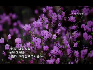 🌺Цветок Азалии🌺진달래꽃🌺 김소월📔 Ким Со Воль #корейская_поэзия #южная_корея #корейсаое_искусство