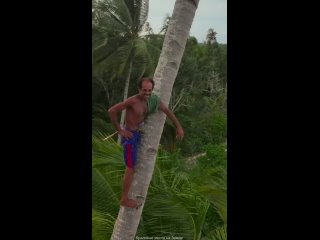 Индонезия  Профессиональный альпинист по кокосовым пальмам