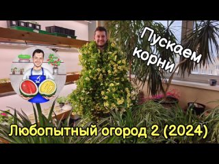 Любопытный огород 2 (2024). Пускаем корни.