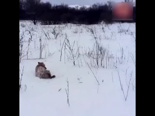 Снежный капкан. Мужчина помог лисе, хвост которой вмёрз в снег