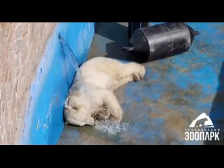 ️Белые медведи Сеня и Айриша открыли купальный сезон в Челябинском зоопарке