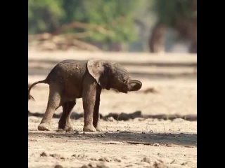 @AMAZlNGNATURE First steps of a baby elephant.. ❤️😊.mp4