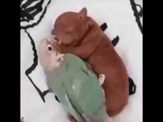 Взрослый попугай согревает маленького щенка...