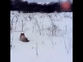 Снежный капкан. Мужчина помог лисе, хвост которой вмёрз в снег! 🙏