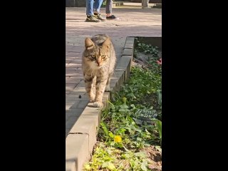 Пушкинский кот Тимоша - Паблик «Это Ростов!»
