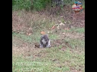 Малыш коалы зовет маму