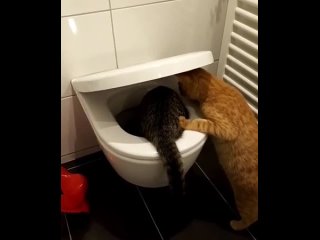 Видео от CATS