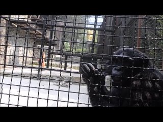 Шимпанзе Лиза в ялтинском зоопарке Сказка