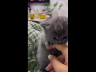 Відео від Какие-то смешные мемы с котами