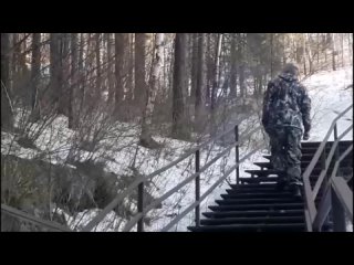 Беременную косулю спасли от стати бродячих собак на Красноярских столбах