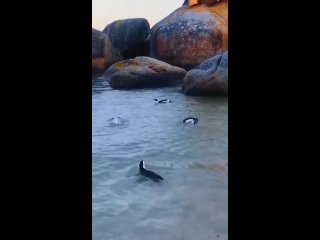 Пингвины в Южной Африке