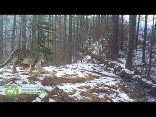 Фотоловушка на территории Саяно-Шушенского заповедника запечатлела самца снежного барса. Он шел по тропе, остановился и сделал з