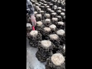 Как происходит сбор древесных грибов
