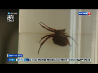 Зоолог ЮФУ рассказал, какие пауки водятся на Дону и как распознать ядовитого