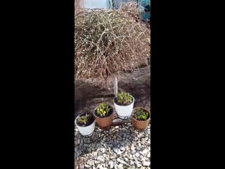 Видео от EcoClub|Уфа кора лиственницы для сада и огорода