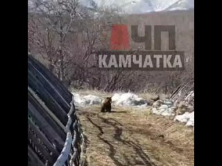 Видео от ЧП Камчатка