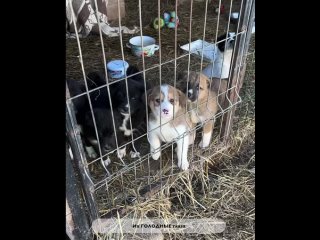 Их ГОЛОДНЫЕ глаза 🆘

С приходом весны помощь приюту для бездомных животных «Помоги жить» резко сократилась.