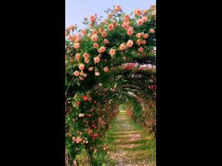 туннель из роз