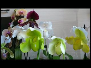 Видео от Любимые Волшебные Орхидеи Favorite Magic Orchids