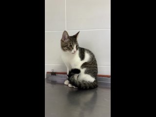 Видео от Ветеринарная клиника “КотоПёсиЯ“ / ветклиника