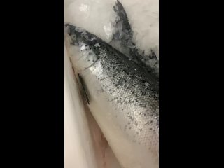 วิดีโอโดย Замечательная рыба