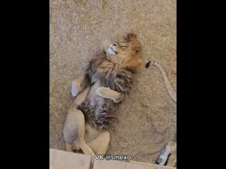 Львы тоже любят обнимашки