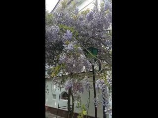Симферополь цветёт Глициния в Батончиком парке 28 апреля 2024