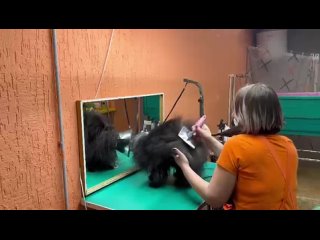 Видео от Студия Ласковый грумер/стрижка собак и кошек