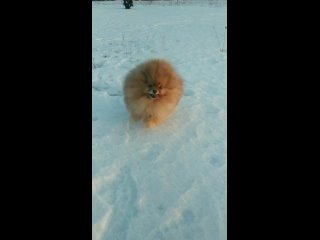 Доброго весеннего утра! Питомник Виссон