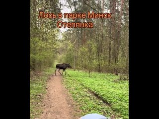 В минском парке обнаружен лось. Пока спокойно гуляет