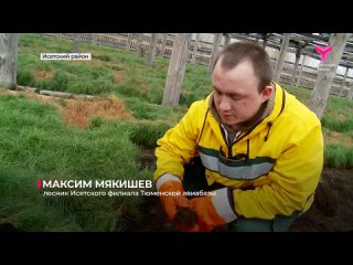 В Тюменской области подросли сеянцы сосны. Они готовы занять места выгоревшего в прошлом году леса